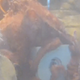 Illustration for article titled Watch a giant octopus live his slimy life in real time
